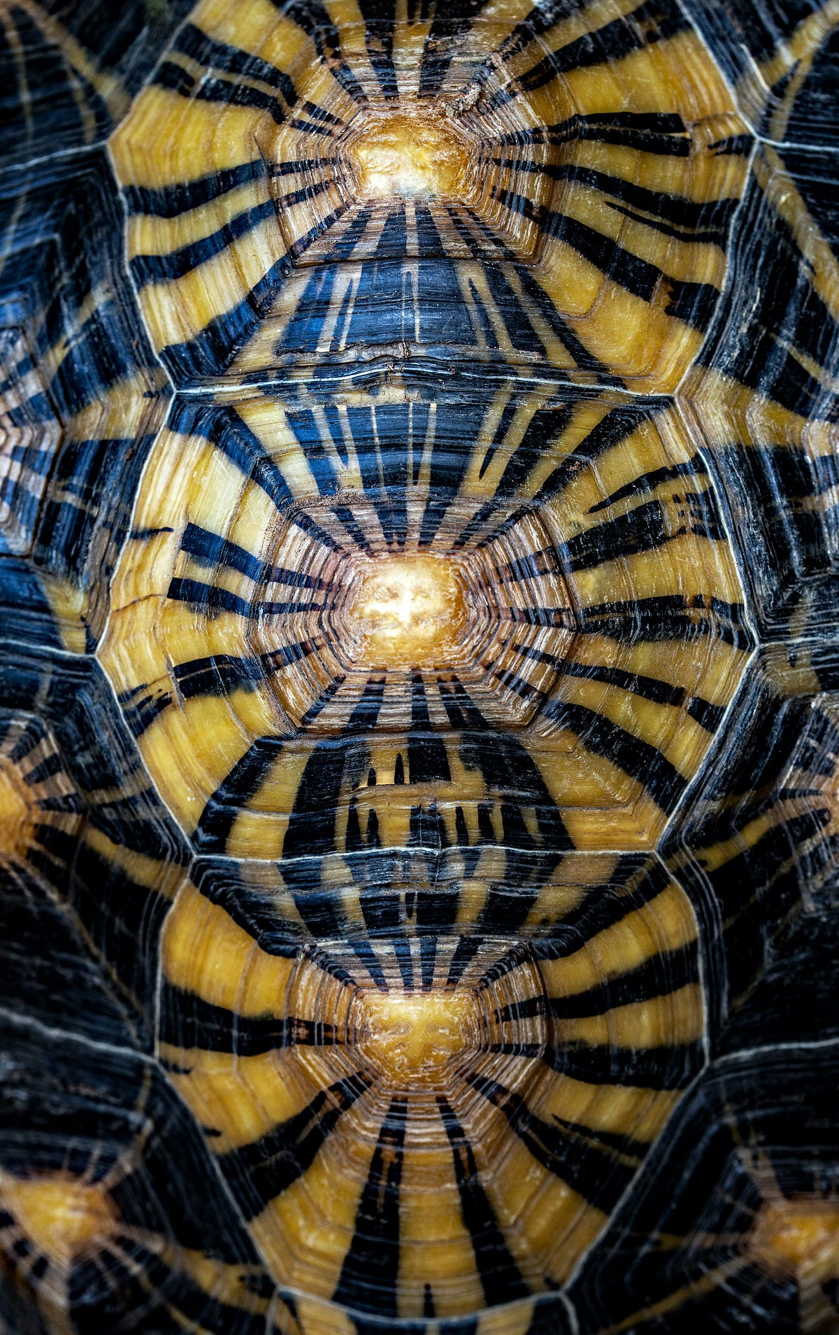 Turtle BTC Algorithmic Trading with Technical Analysis & Backtesting ...