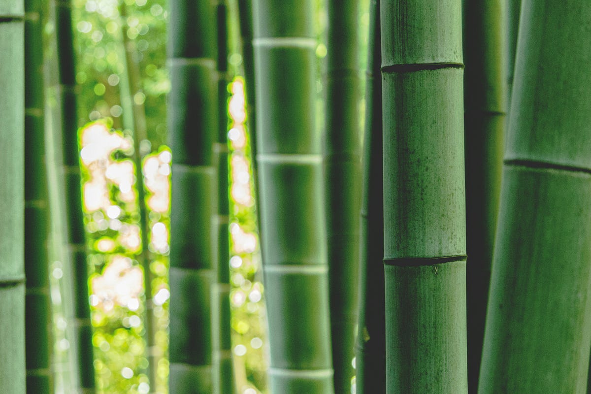 There is a growing trend toward utilizing fungi and bamboo for various technological advancements