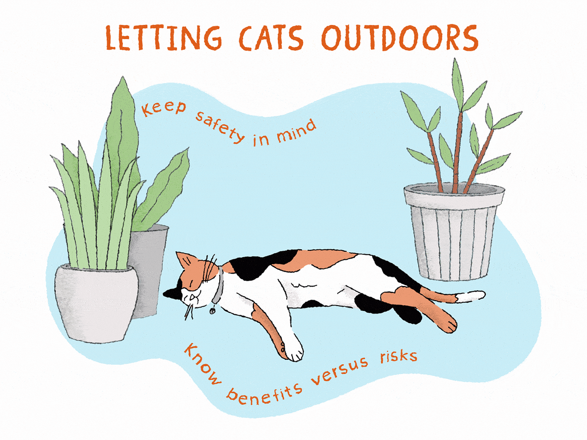 Indoor vs. Outdoor Cats Pros, Cons, and Care Tips by Leslie Holmes