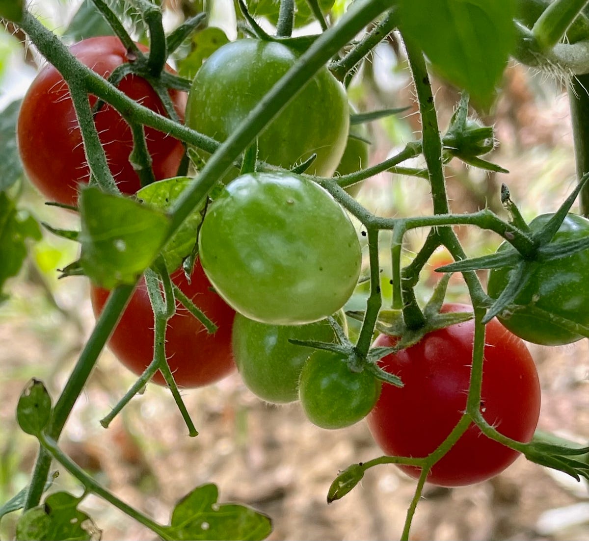 The Best Tomatoes for a Fast Yummy Sauce | by Nadja Maril | Medium