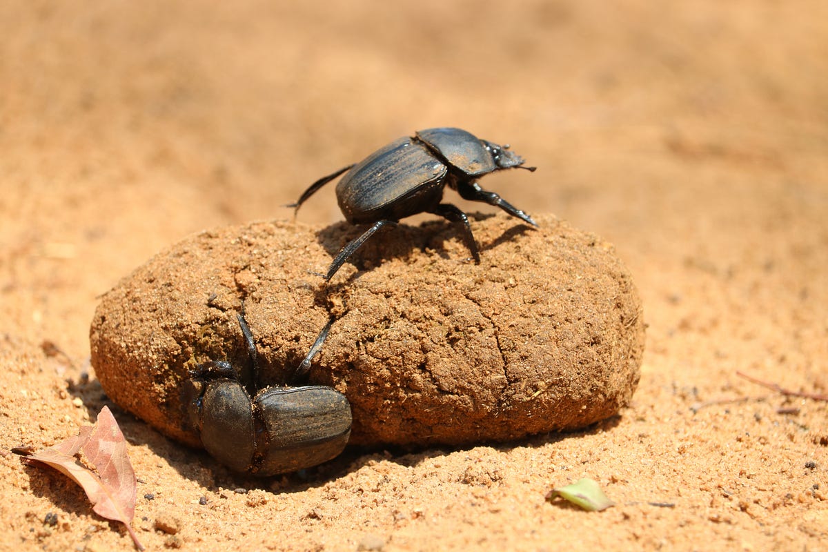 Crocodile Dung as Contraception?. Oh yes, those whacky Egyptians did it |  by Robert Bush | The Haven | Medium