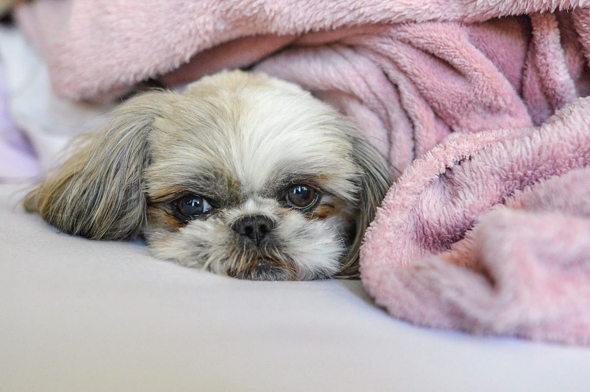 Best Blankets to Keep Your Dog Warm by Uzma Saail Medium