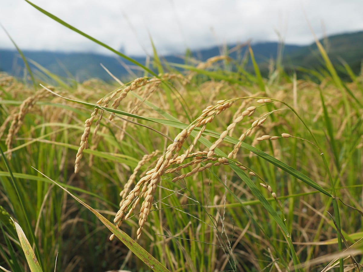 ColonBroom vs. Metamucil Which is the Best Fiber Supplement? by Micah Ocran Aug, 2024 Medium