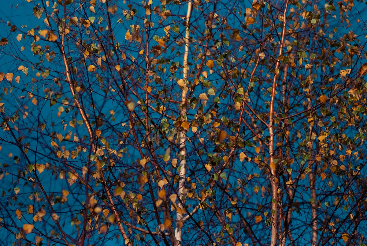 Rustling Leaves - Mariam Immad - Medium