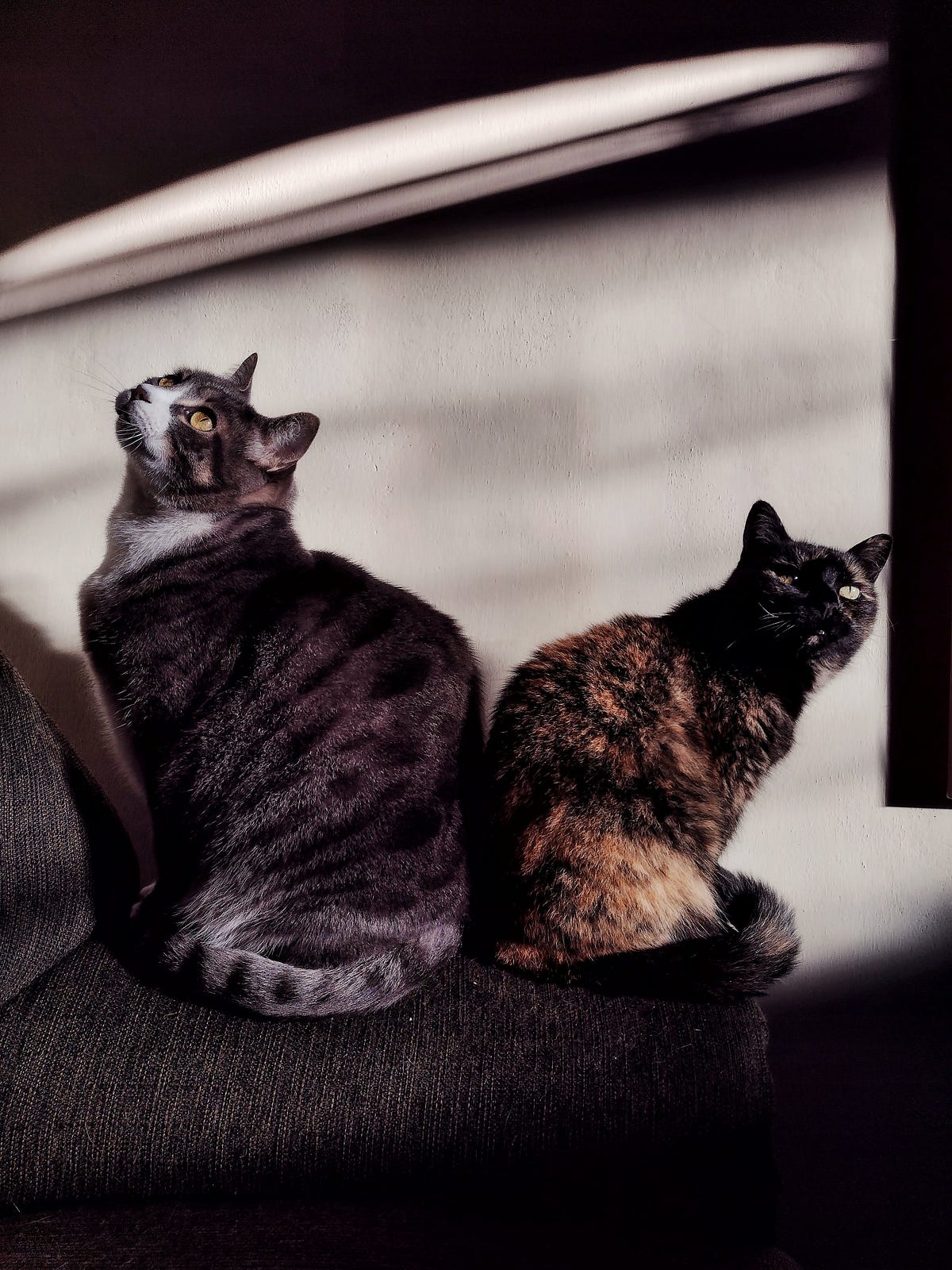 One Cat Or Two. The experts disagree by Valerie Kittell Medium