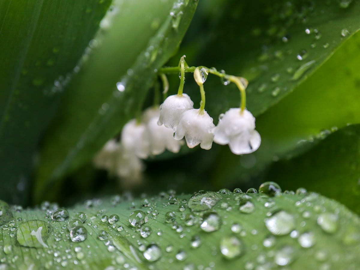 Best of Love Poems ‘Lily of the Valley’ by Julia Kalman Medium