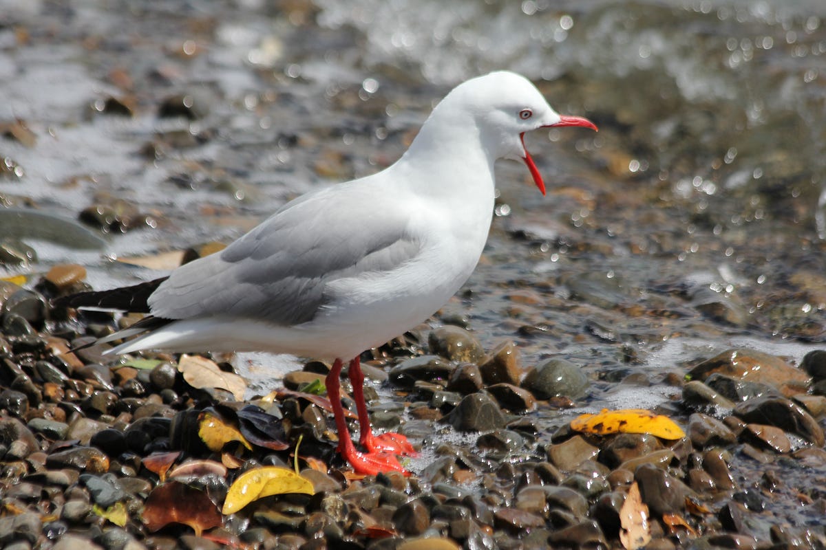 Seagulls Cry. The Lament of a Heart Lost in Shadows | by Mustapha El ...
