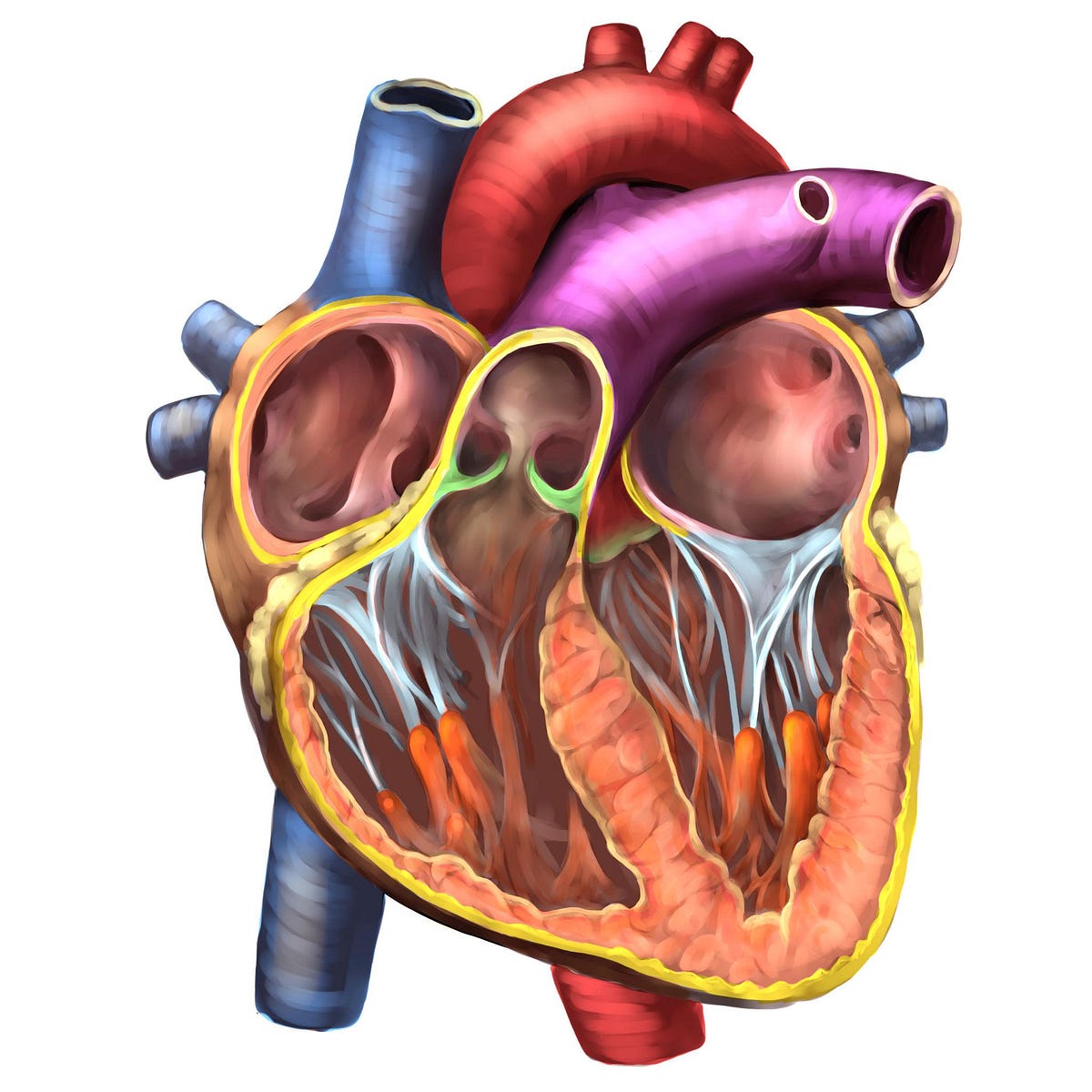 Designing a 3D Human Heart Model for AR/VR Learning | by Tanisha | Feb ...
