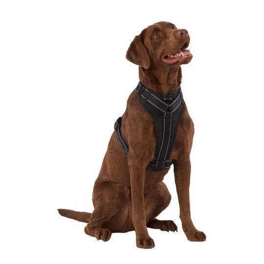 Kong Harnesses by Elizabeth Williams Jun, 2024 Medium