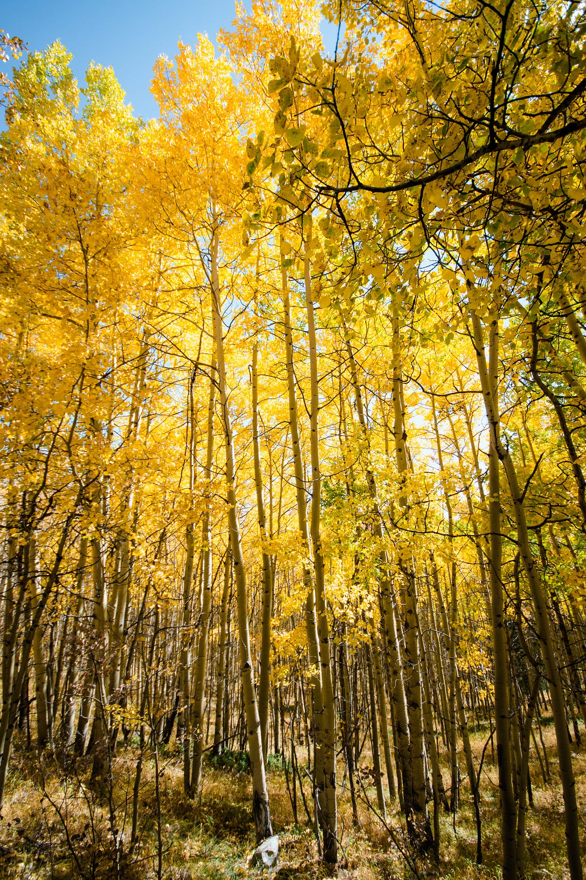 Utah State Tree and the Climate. The Quaking Aspen by C. L. Beard