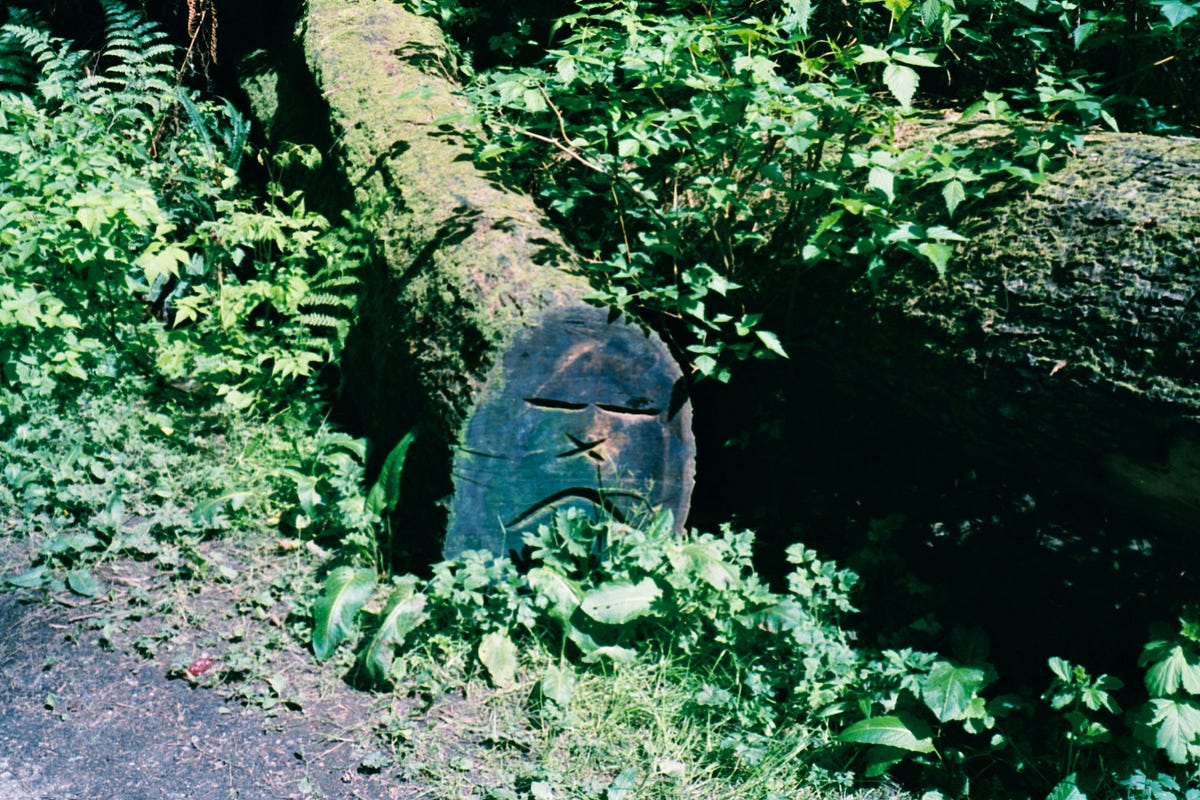 What a Rotting Log Taught Me About Life After Death in Nature