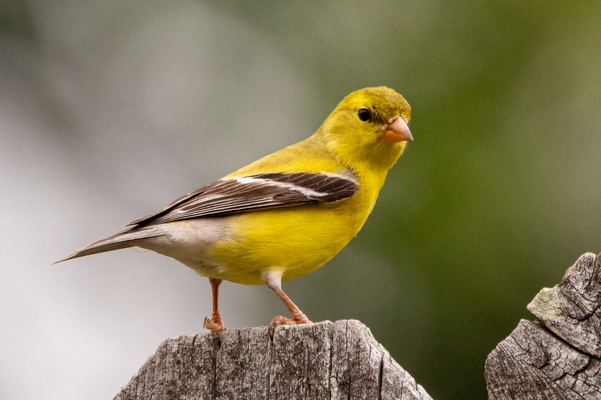 A Bird Sounds an Alarm Call When a Predator Approaches: Survival Secrets Revealed