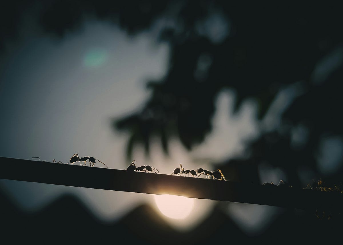 The Elephant and the Ants