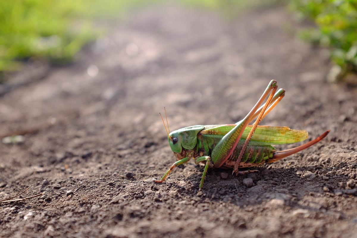Here Are The Differences Between Crickets, Grasshoppers, And Locusts…In ...