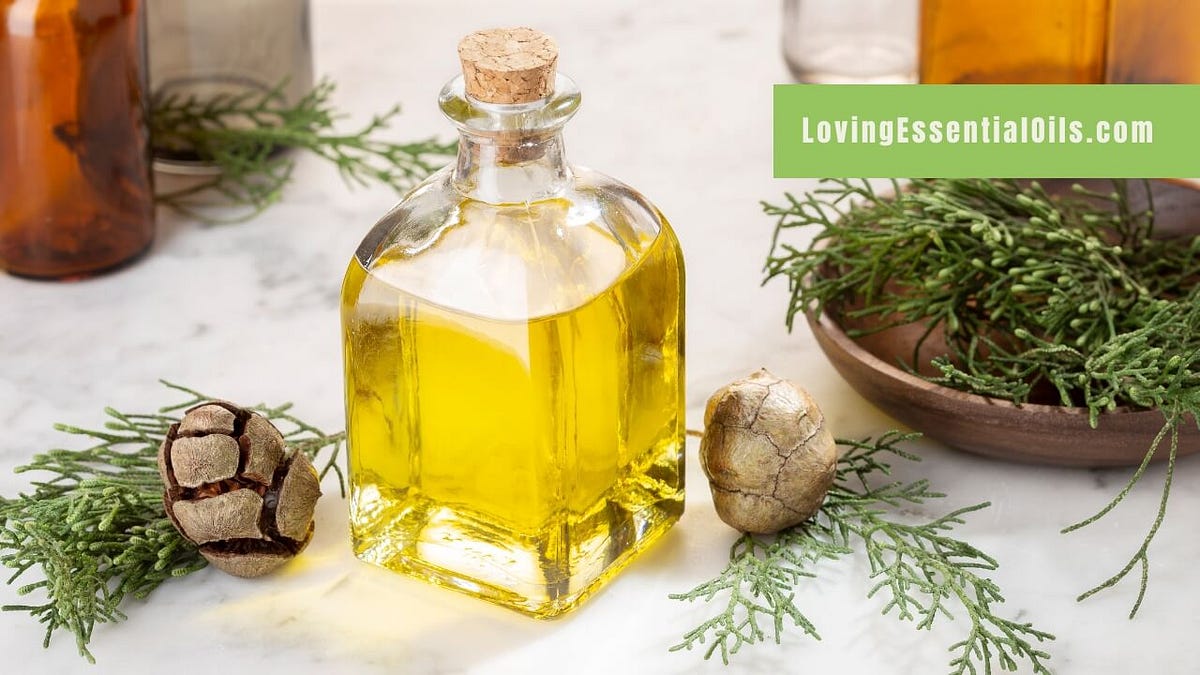 Cypress Essential Oil Recipes Uses and Benefits Spotlight by