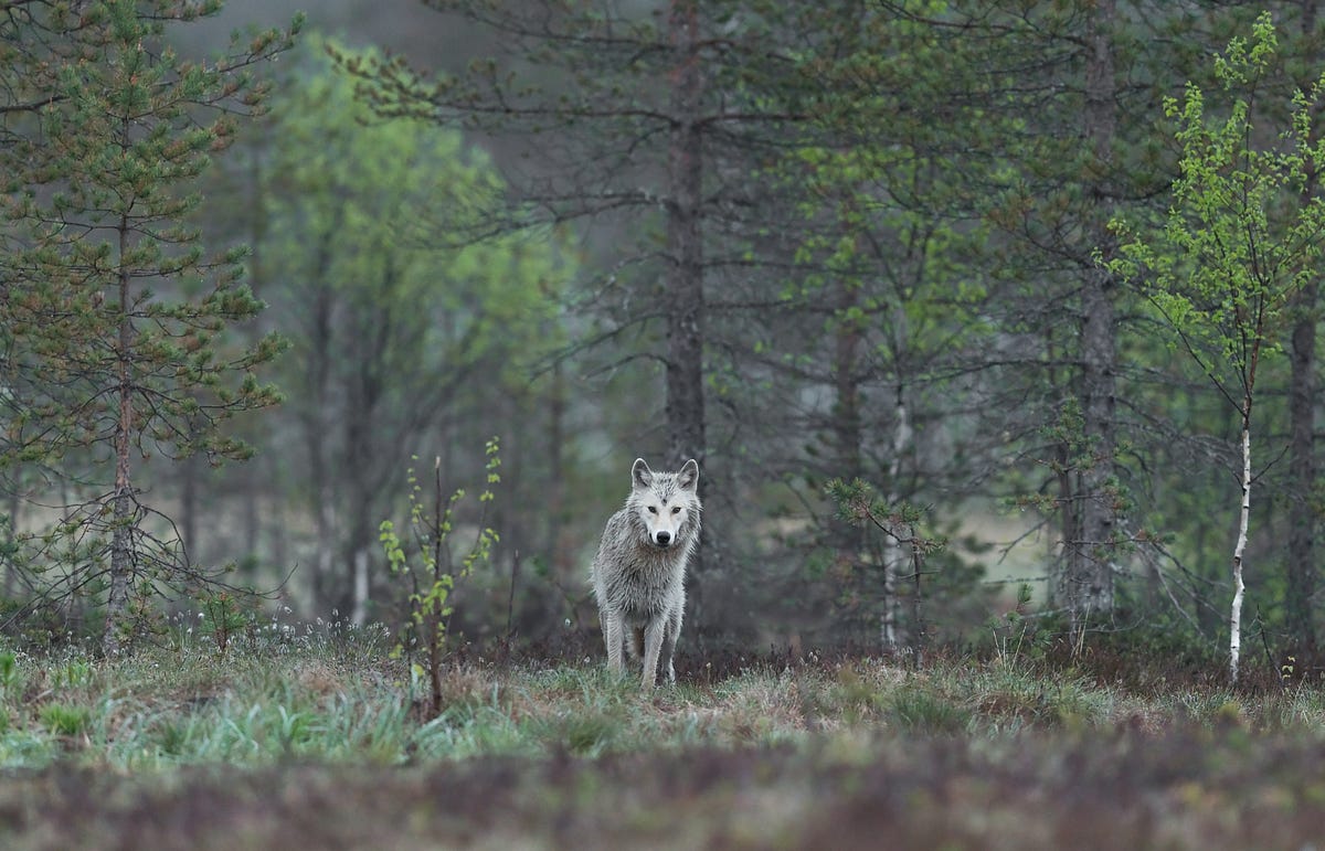 The Child-Eating Wolves of Turku. A horrifying series of fatal wolf