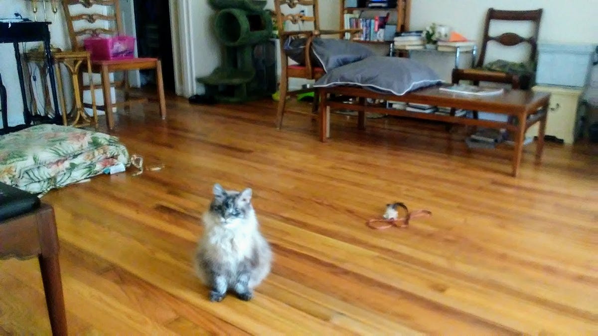 My Cat Just Died. And I seem to be collapsing! by Pat Smith The