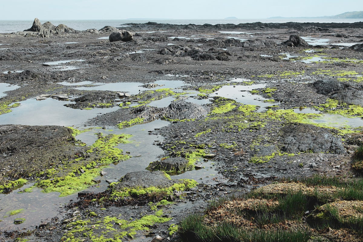 Peat Energy A Unique but Controversial Energy Source by Tyler Suess