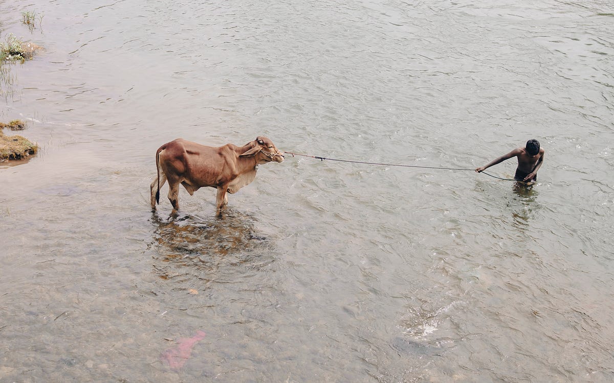 Lessons from the Buddhist Story of the Boy and the Ox: Letting Go and ...