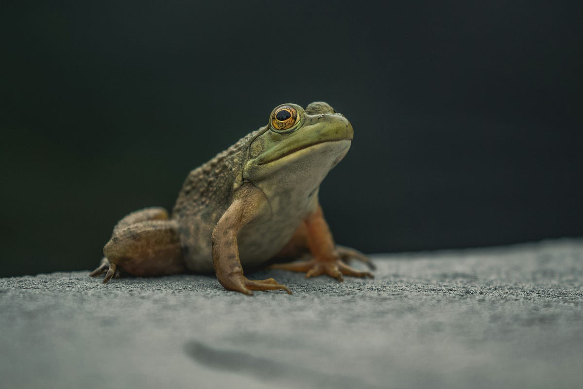 Why Eat the Frog Keeps Failing You. What Actually Works