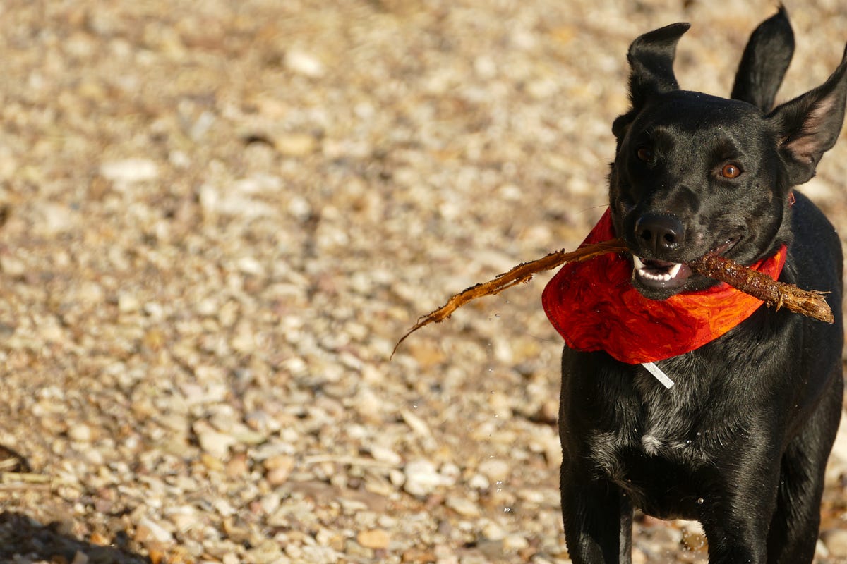 What Is Fetch API in JavaScript? How to Use It (with Examples) | by ...