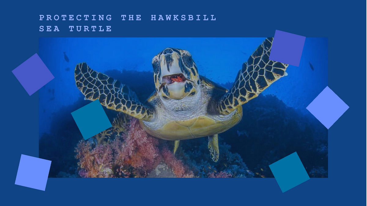 Hawksbill Sea Turtle (Eretmochelys imbricata): Protecting a Majestic ...