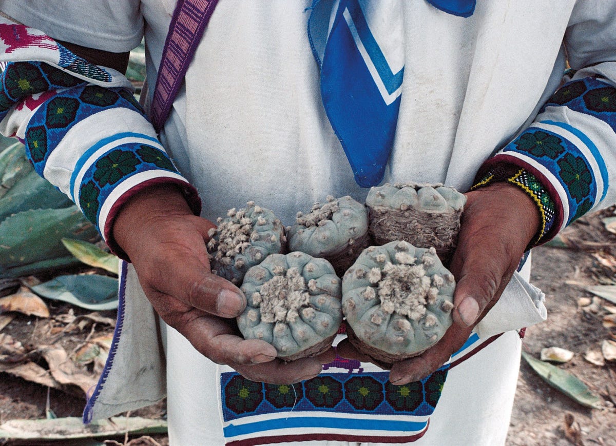 Exploring Peyote: The Sacred Cactus and Its Spiritual Significance | by