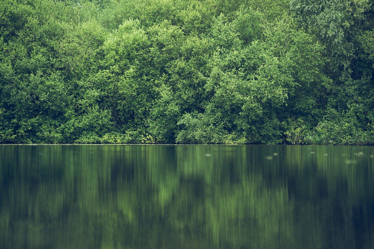 River Birch Tree Root System. The river birch tree (Betula nigra) is