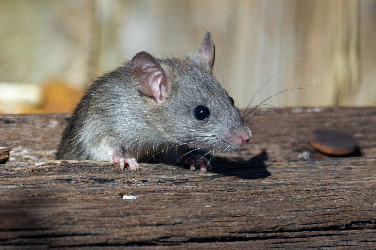 Karni Mata Temple: Inside India’s Shrine to 25,000 Sacred Rats | Did ...