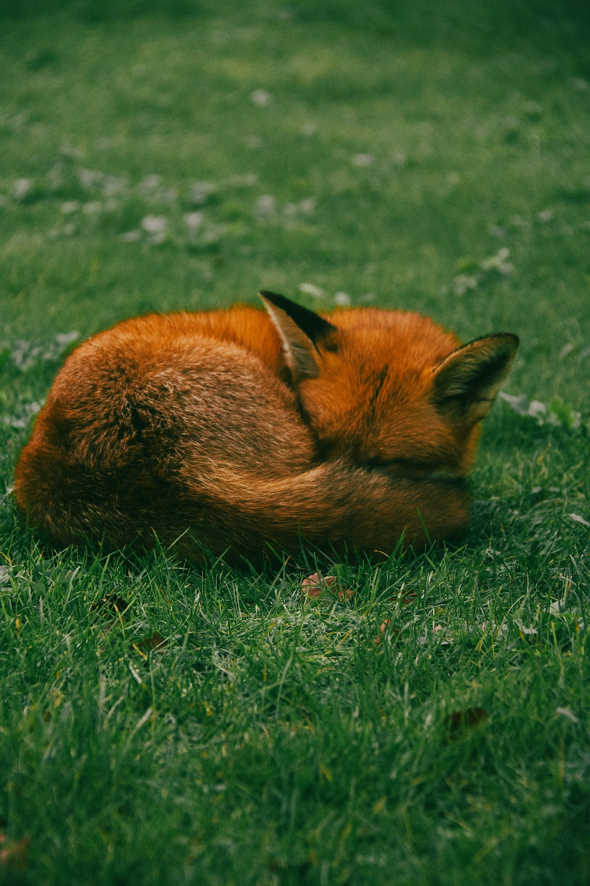 How the Fox Became “Mean”: A Story About Image, Perception, and Us | by ...