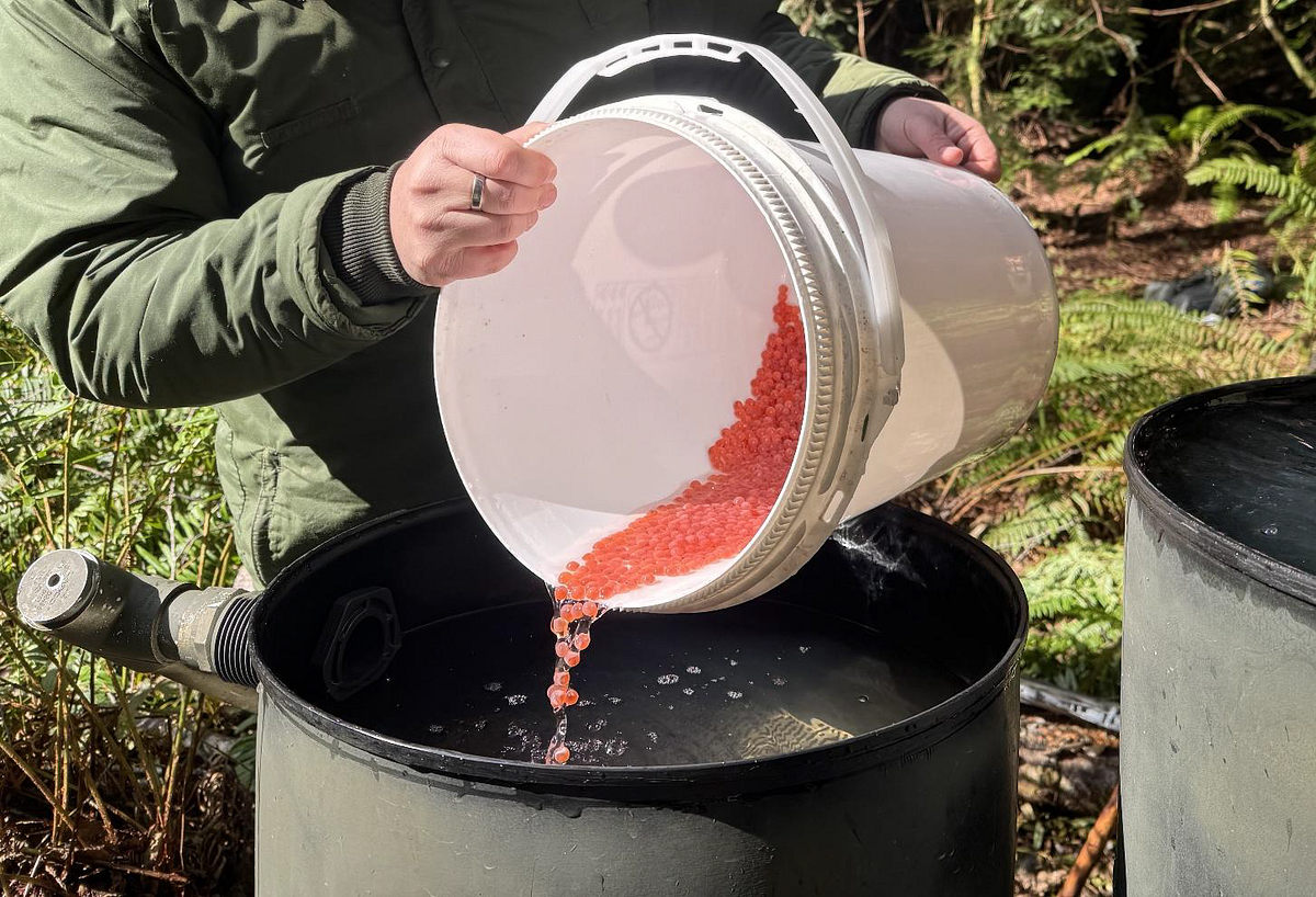 Remote Site Incubation: An Alternative Method for Rearing the ...