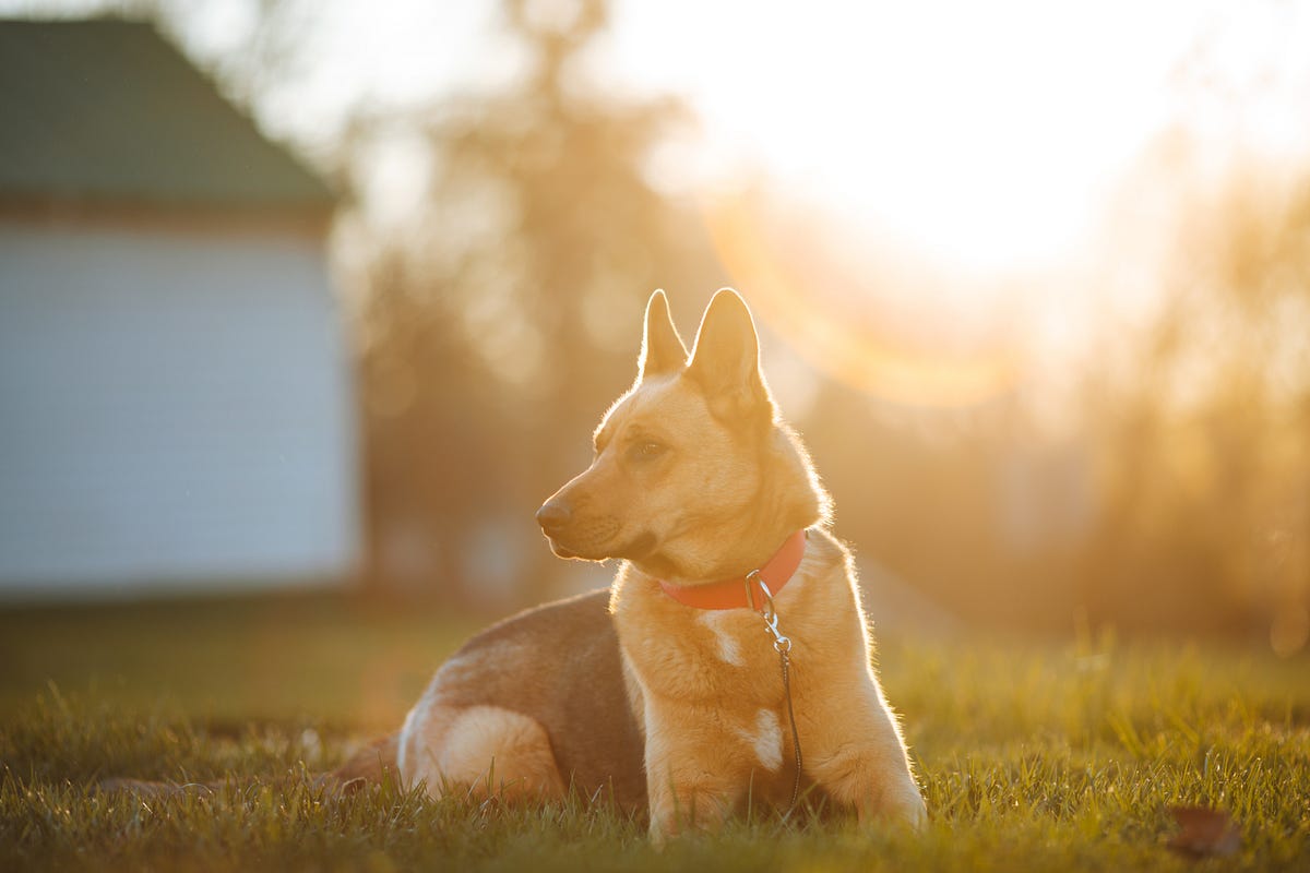 Are Retractable Leashes Safe for Dogs? Exploring the Pros and Cons by