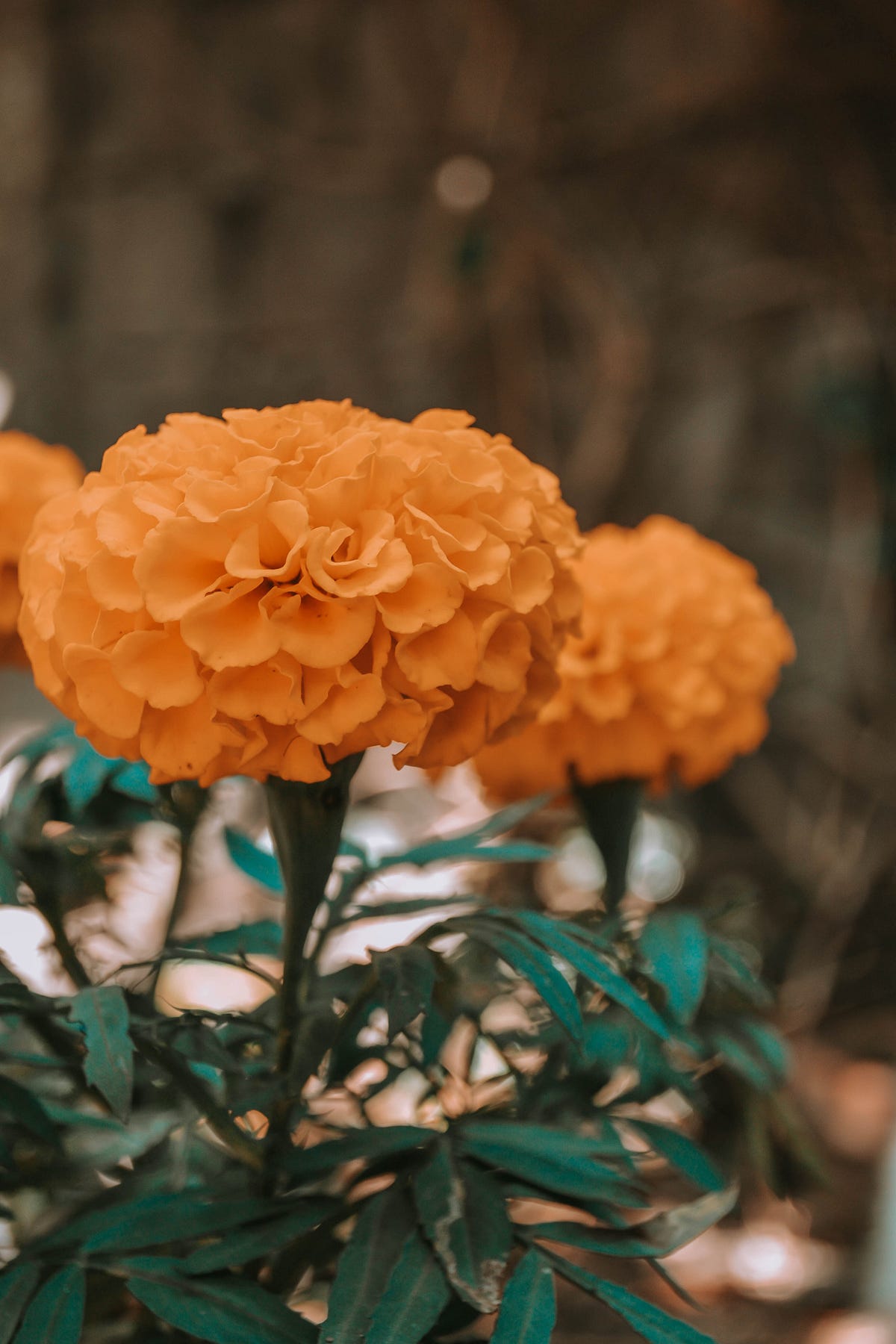 Marigolds in Mexico Cultural Significance Medium