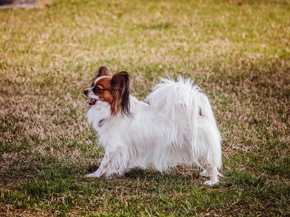Top 21 Smartest Small Dog Breeds. Small dog breeds are known for their