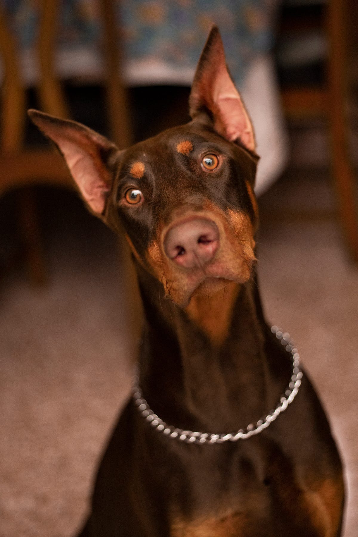 Doberman Pinscher Origin. AND HEALTH CONCERNS FOR THIS AGILE… by T. V. Knight ILLUMINATION
