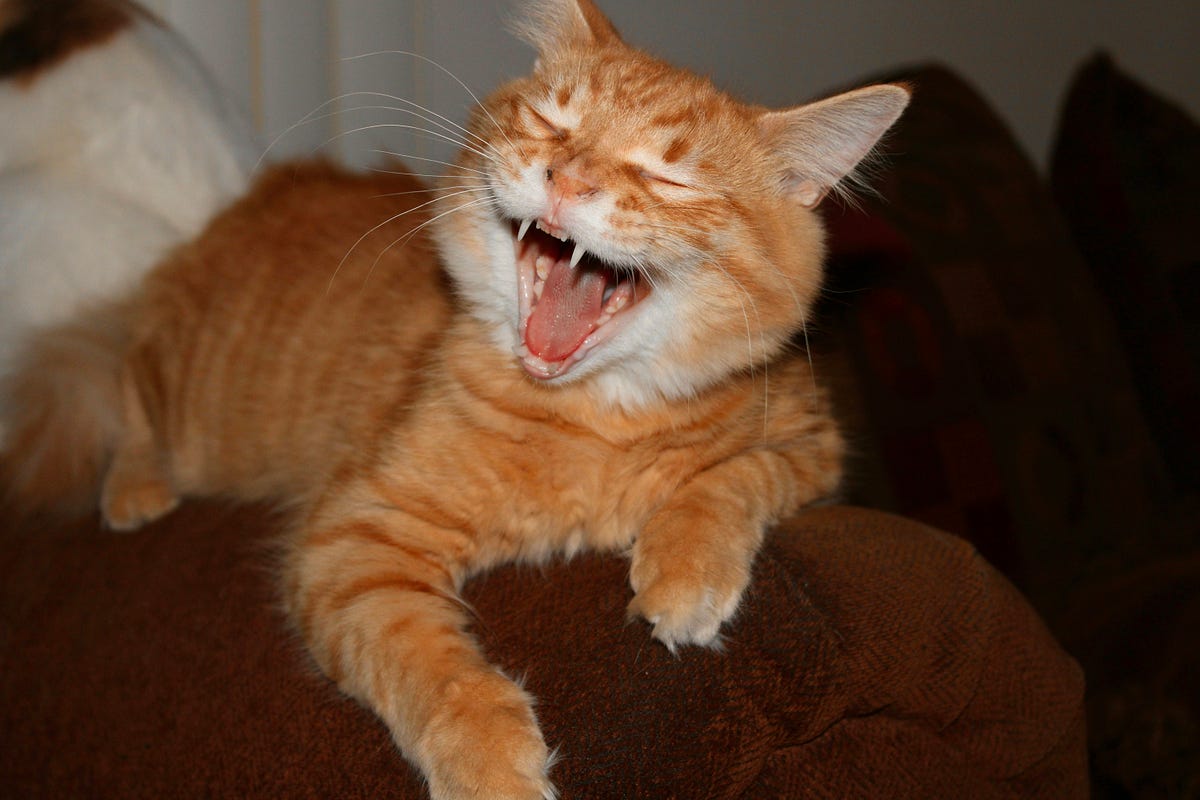 6 Reasons Your Career Is in a Mess | by Akhil Salim | Funny, Inc. | Aug ...