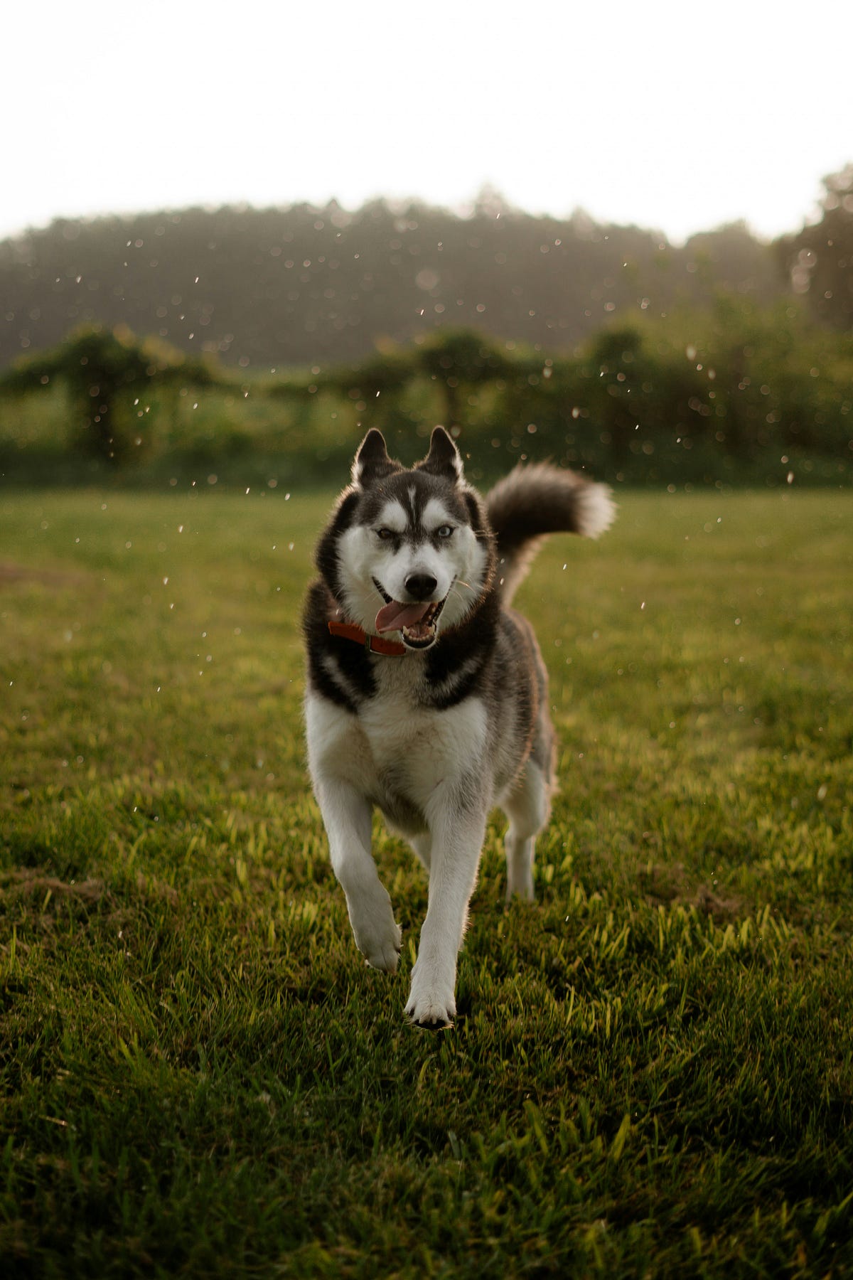 choosing-the-perfect-dog-food-easy-tips-for-happy-healthy-pets-by