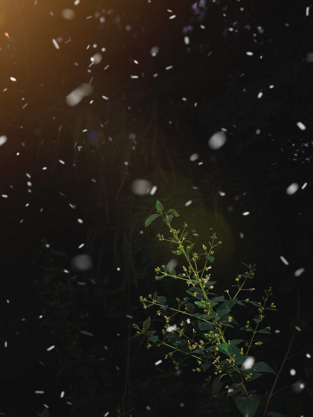 Chasing Lightning Bugs. A Poem by Rhonda Marrone Weeds