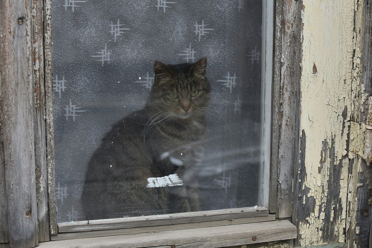 Is Having a Pet a Selfish Act?