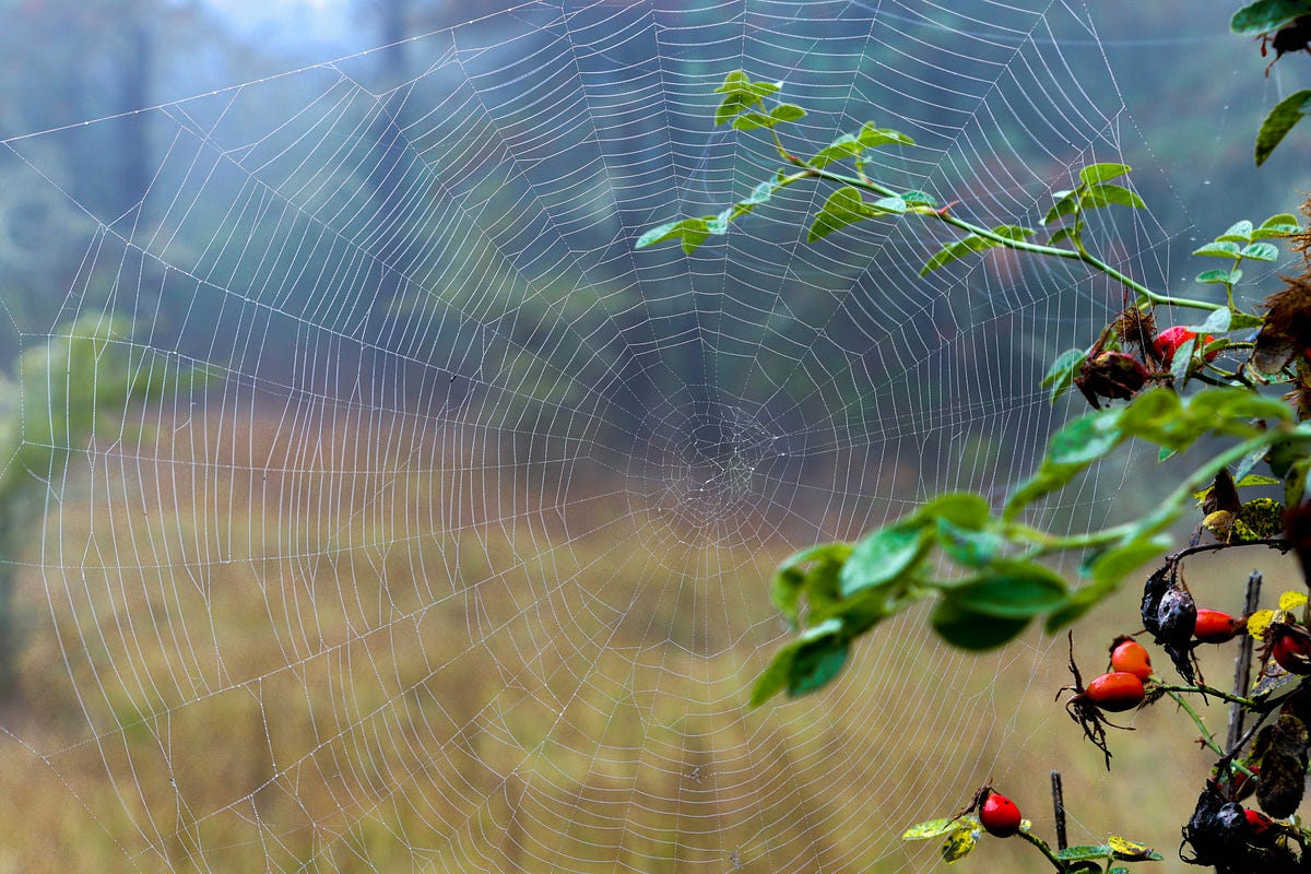 Multithreading Made Simple: Java vs. Python vs. C with Real-World ...