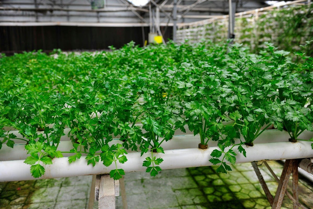 Coriander Farming in Polyhouse (Dhaniya) for Profit by Urbanplantsseo