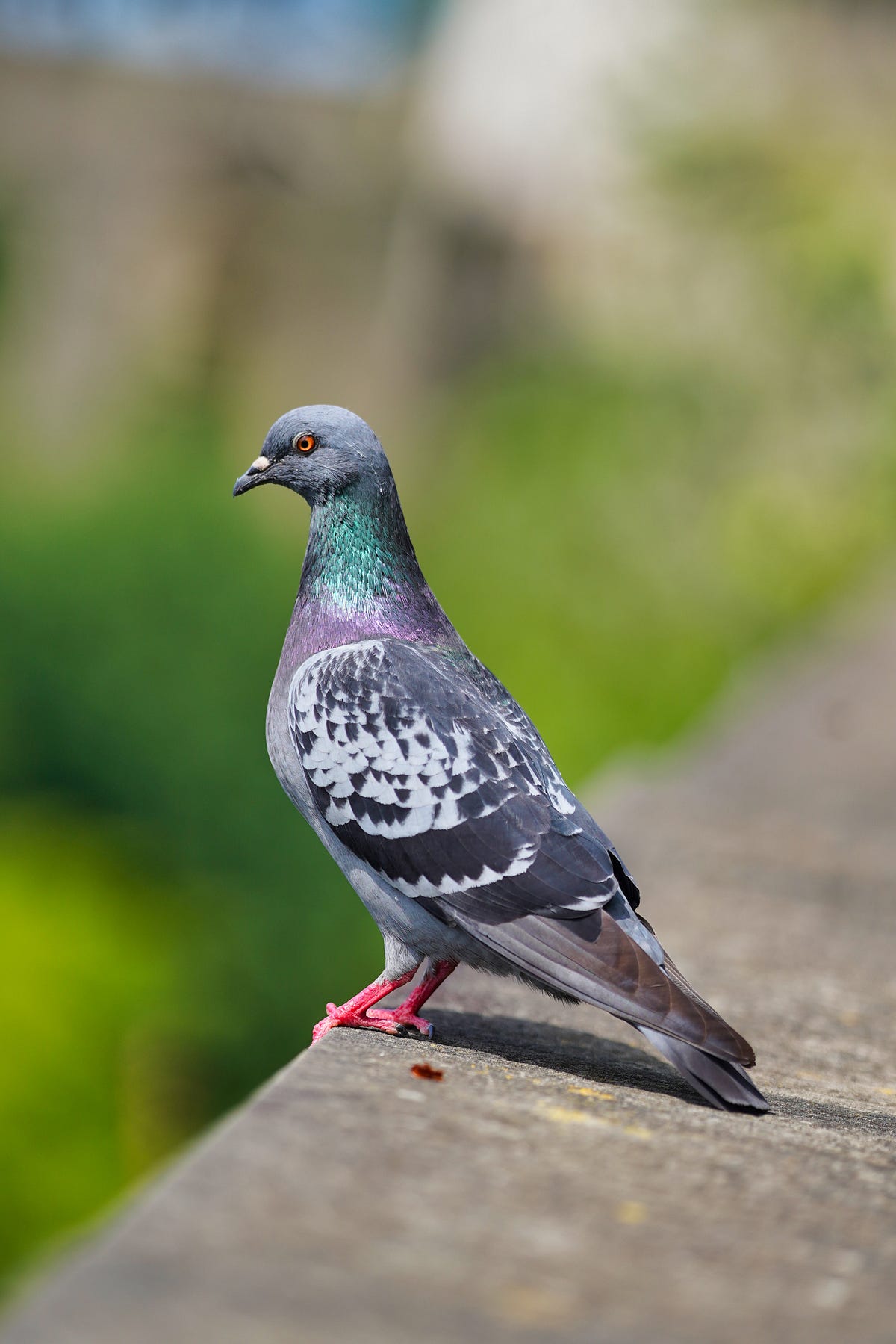 9 reasons why you should love pigeons - The Friends of Tower