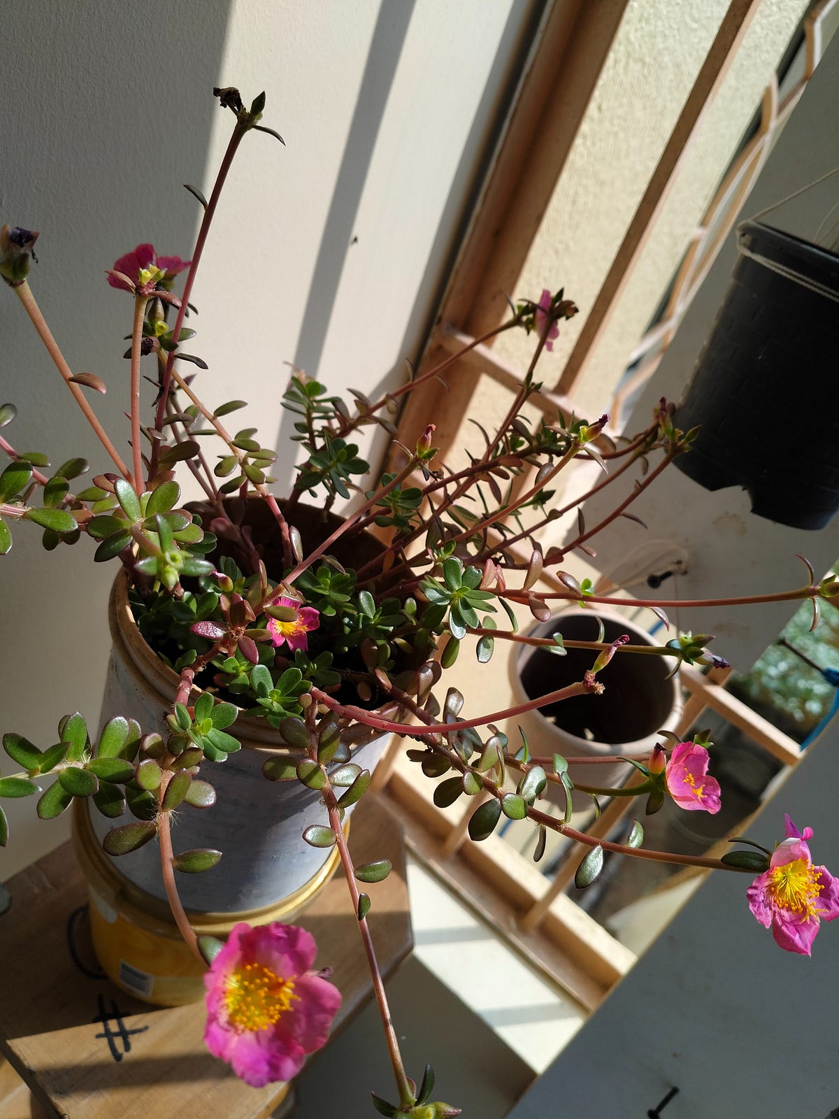 How Gratitude Multiplies Blessings