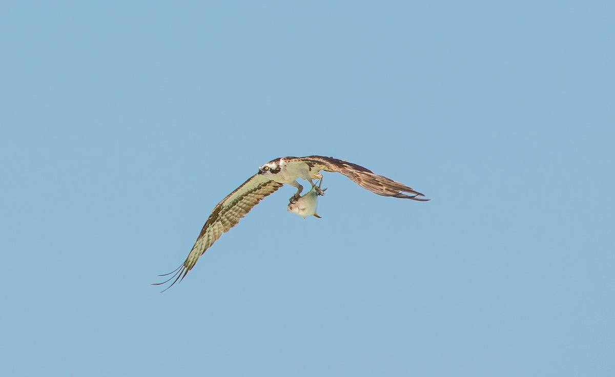 Birds of Prey. A Poem by Suzanne Henderson Catharsis Chronicles