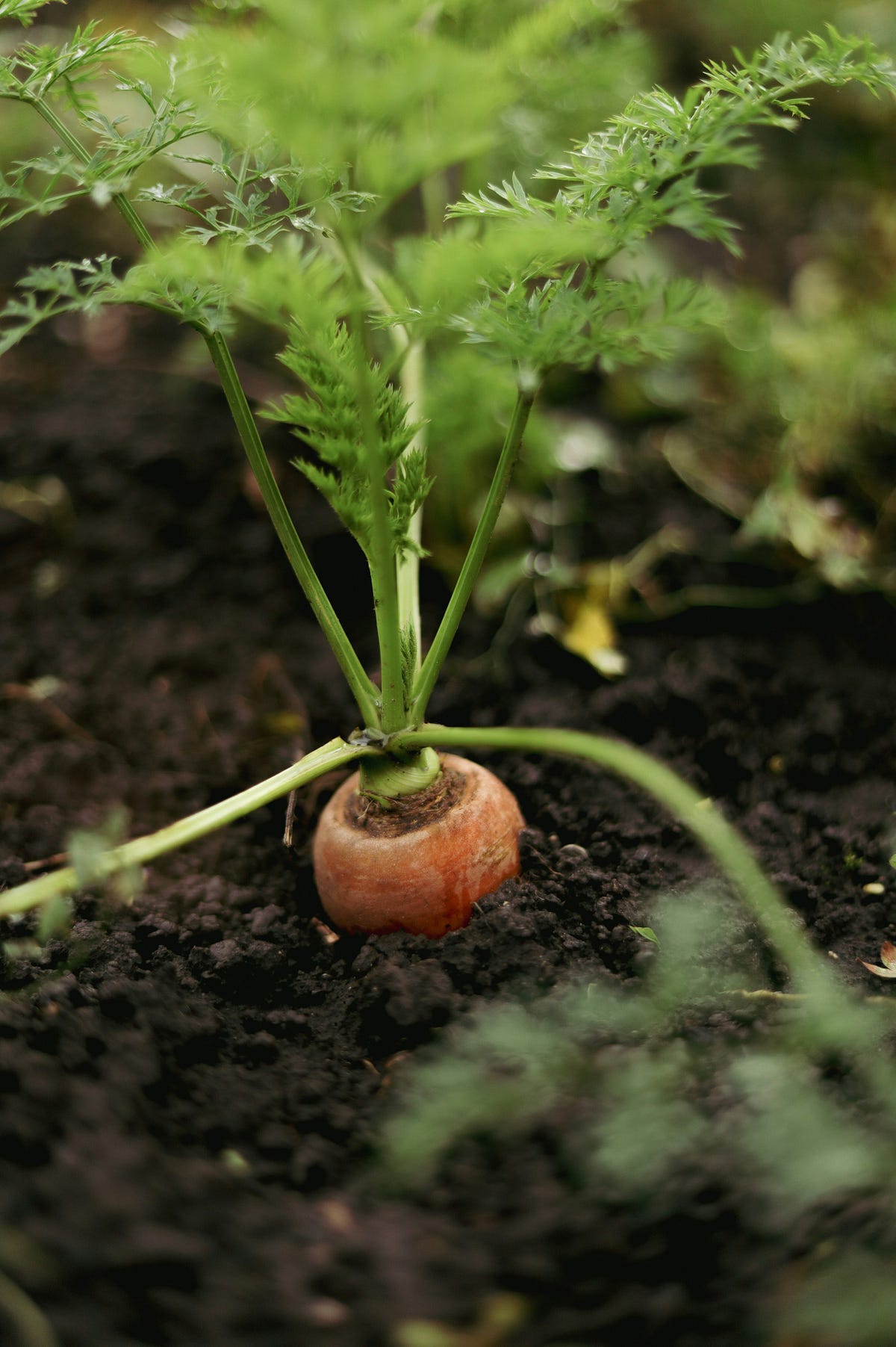 The Carrots are Watching | Entropies