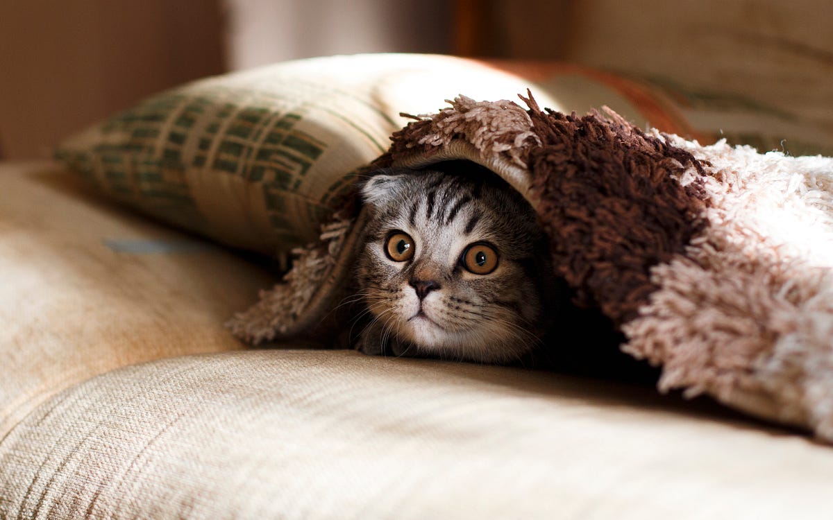 Weighted blankets for cats outlet