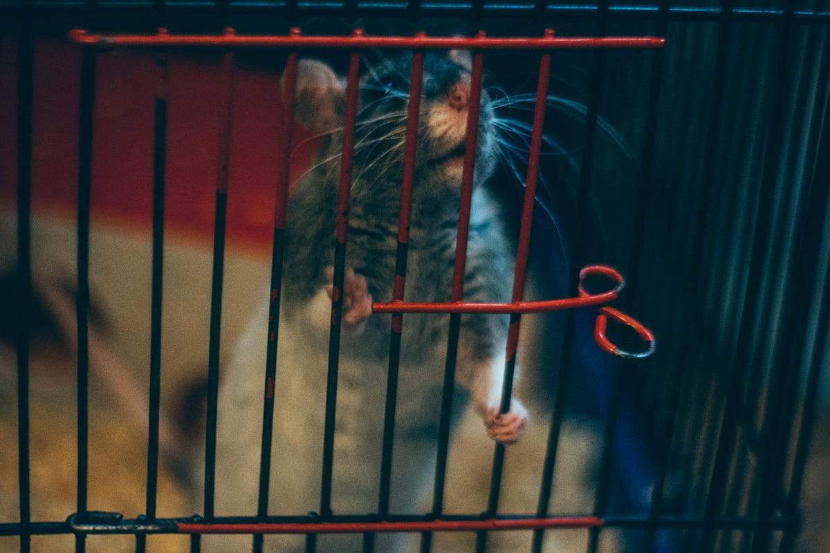Don’t Write Yourself Into Another Rat Race