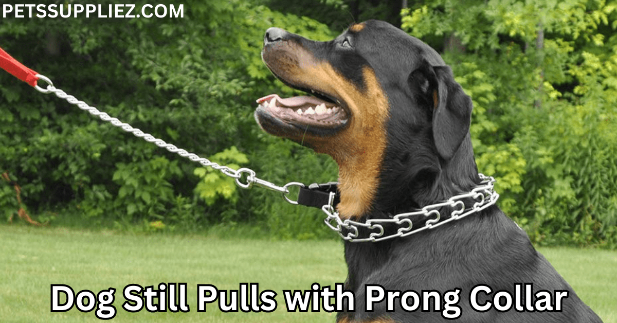Dog Still Pulls with Prong Collar Interesting Causes And Solutions For