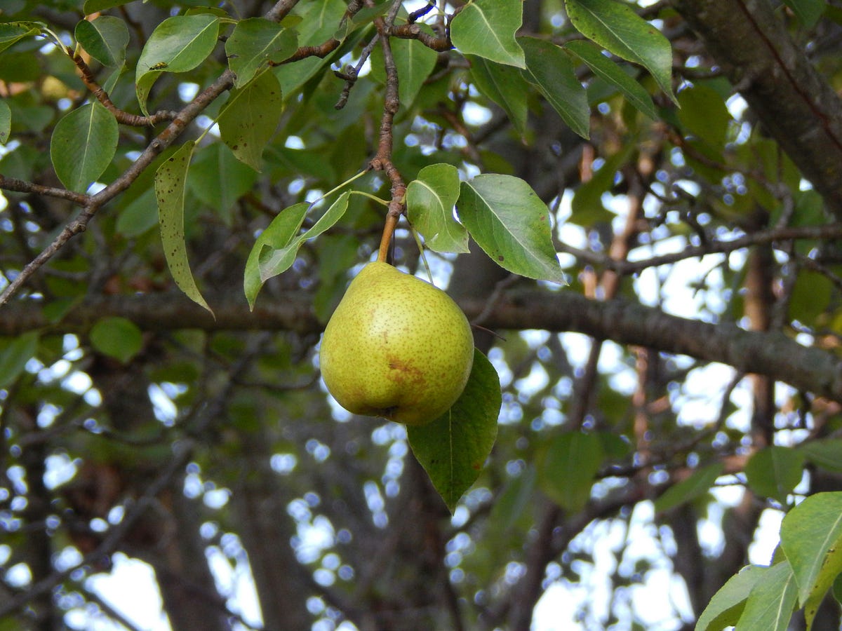 One Person’s Pear Tree. Is another person’s prayer tree | by Karen ...