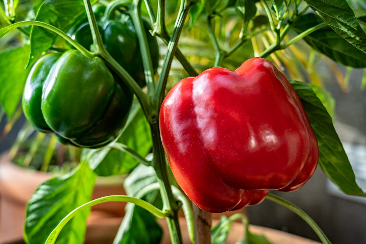 What You Need to Know About Growing Bell Peppers Indoors by Lindsay Olin Gardening, Birding